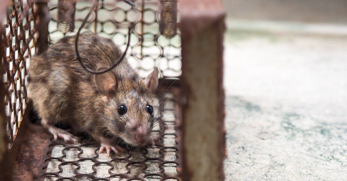 Как избавиться от мышей в дачном домике
